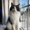 motherofcats29